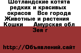 Шотландские котята редких и красивых  окрасов - Все города Животные и растения » Кошки   . Амурская обл.,Зея г.